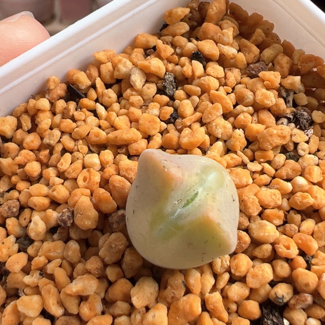 多肉植物136号大眼空蝉