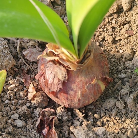 用***0完全开放朱顶红-批批4.5左右