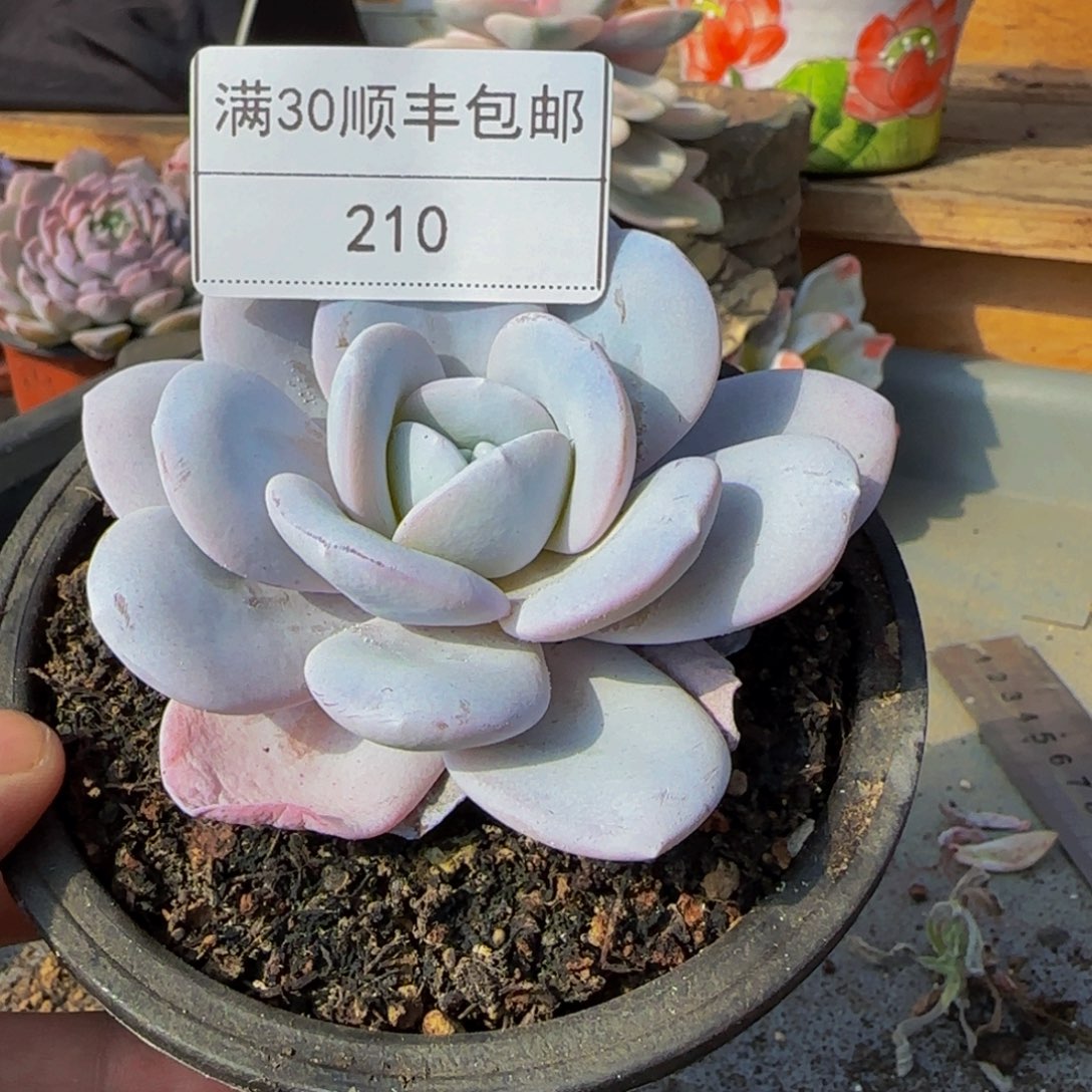 210雪莲多肉单头10cm