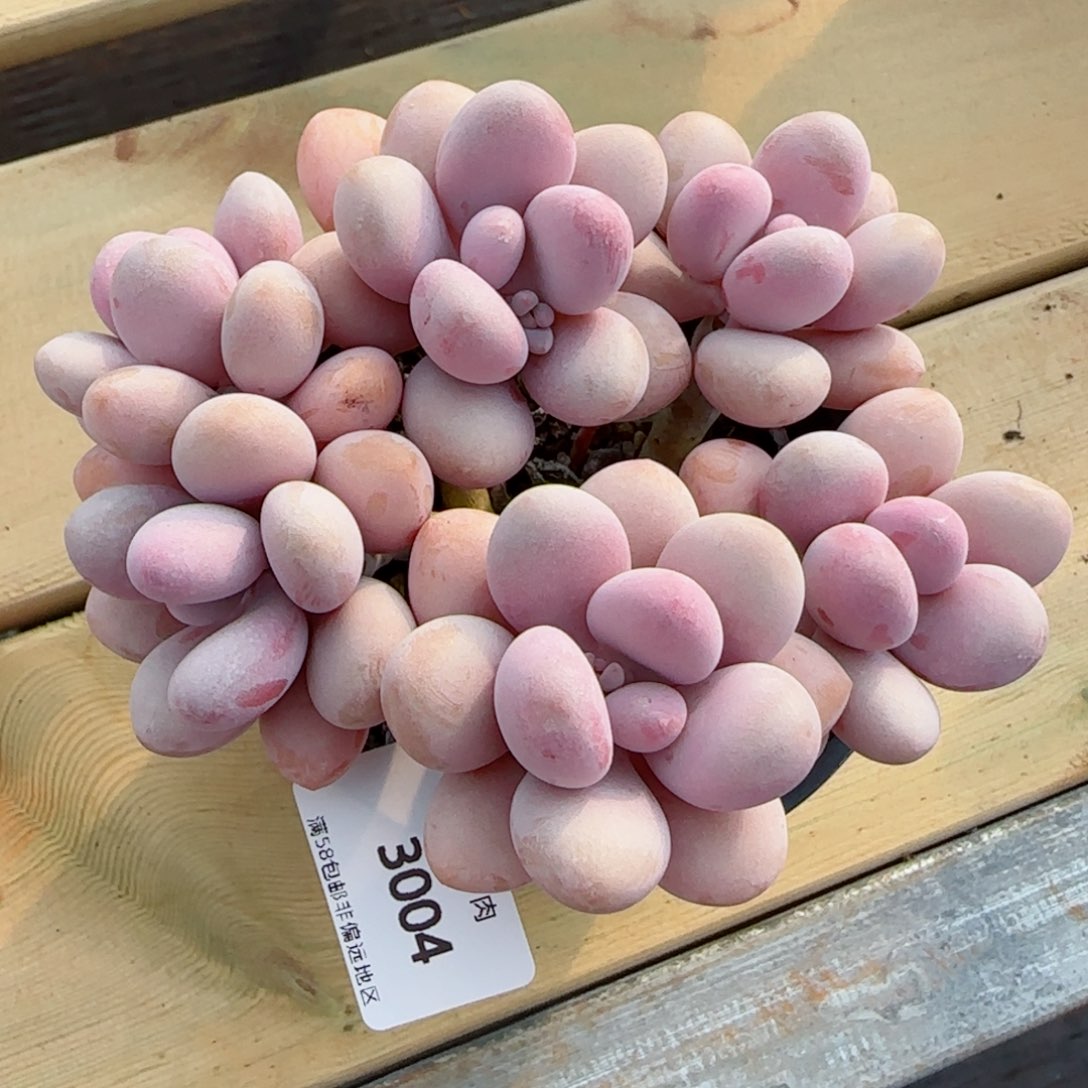 桃蛋无砍，3004多肉