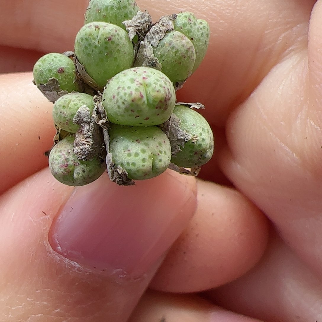 【闪购商品】44 开播福利