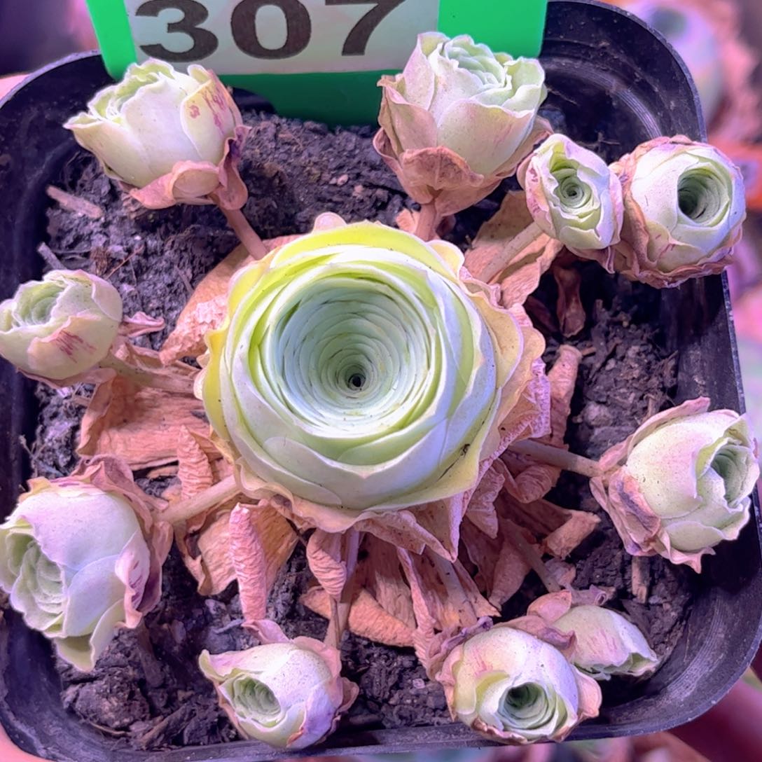 全部花朵L一物一拍山地玫瑰307