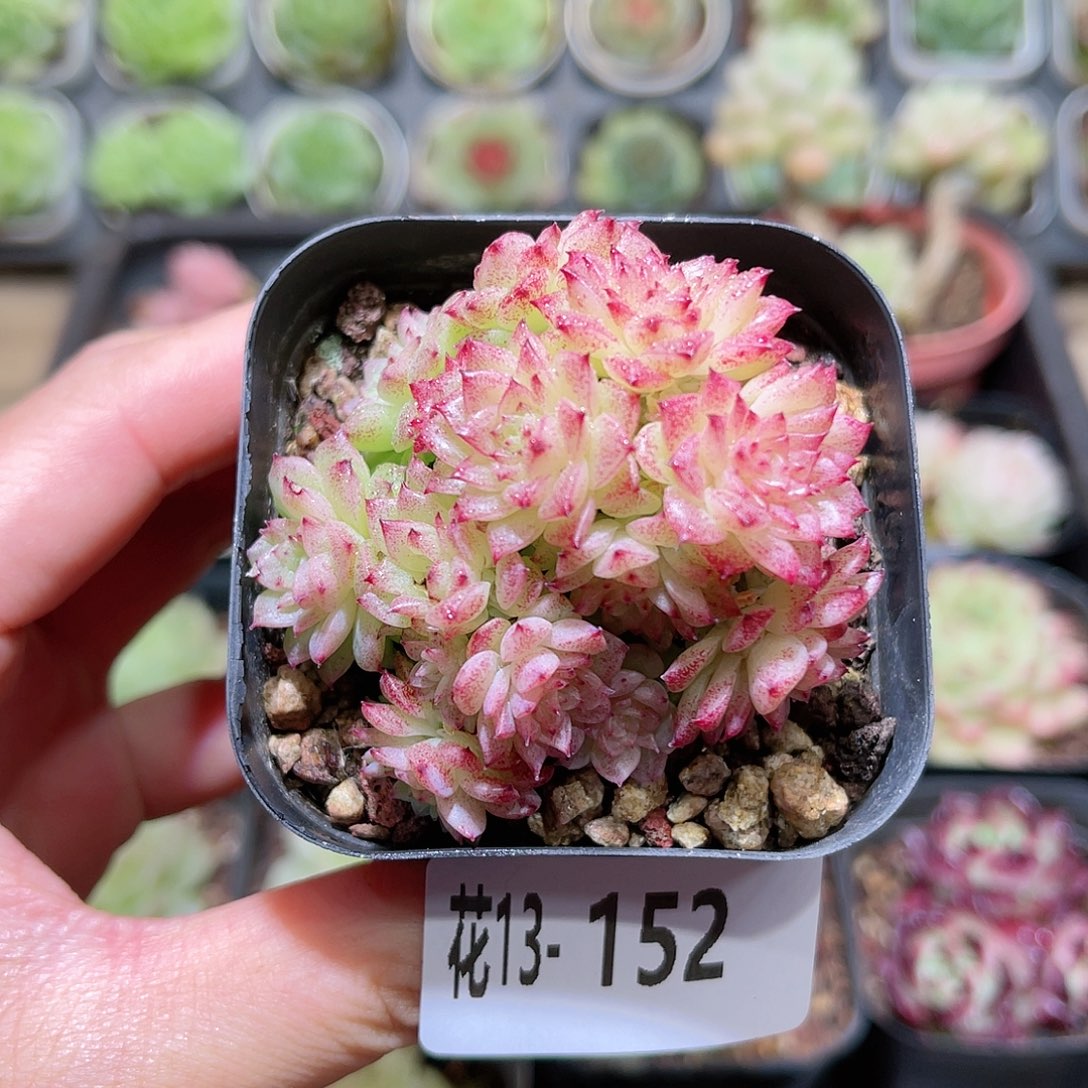 花利美13-152麦秆群