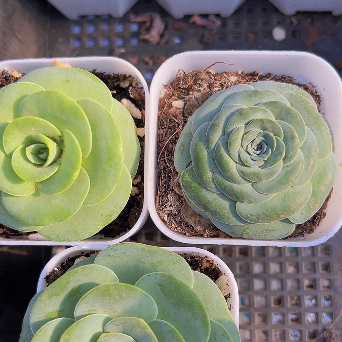 玫瑰组合3盆19包邮多肉
