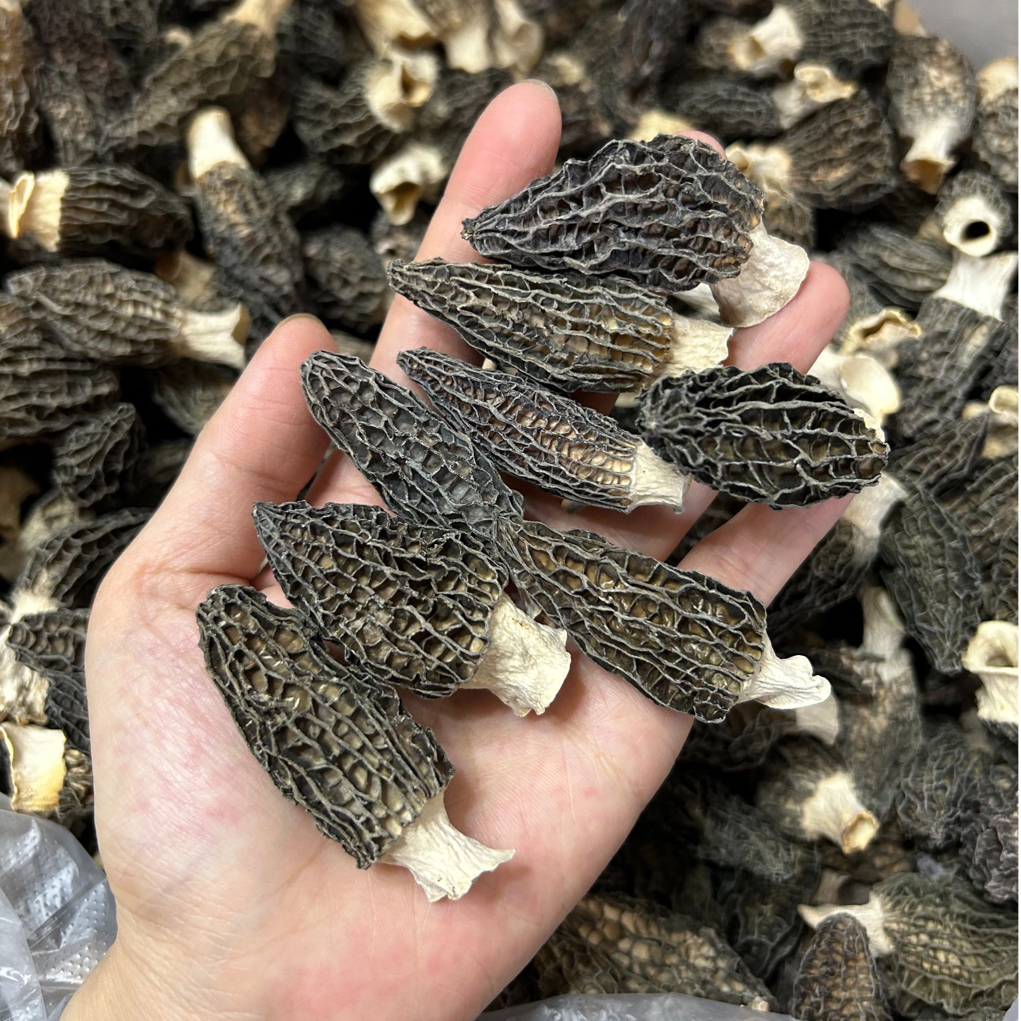 【精选无硫】刚到 正宗云南高原头茬精品羊肚菌煲汤