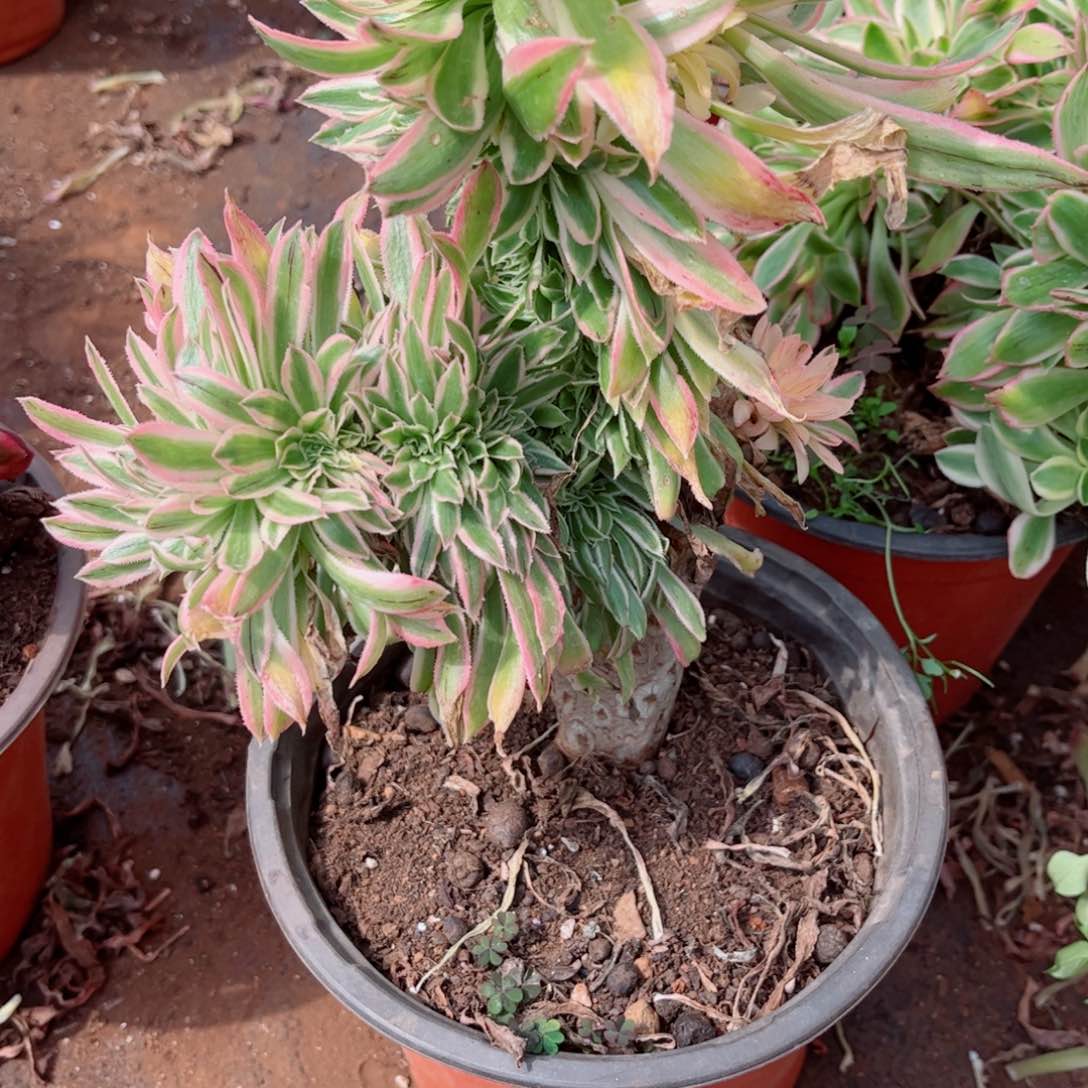 多肉植物910夕颜