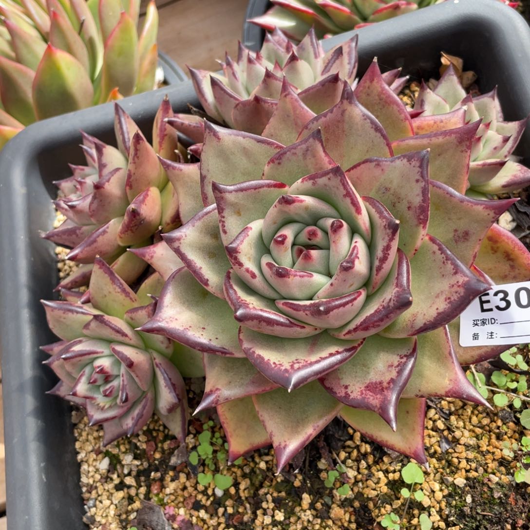 无花朵若如东云单拍E303