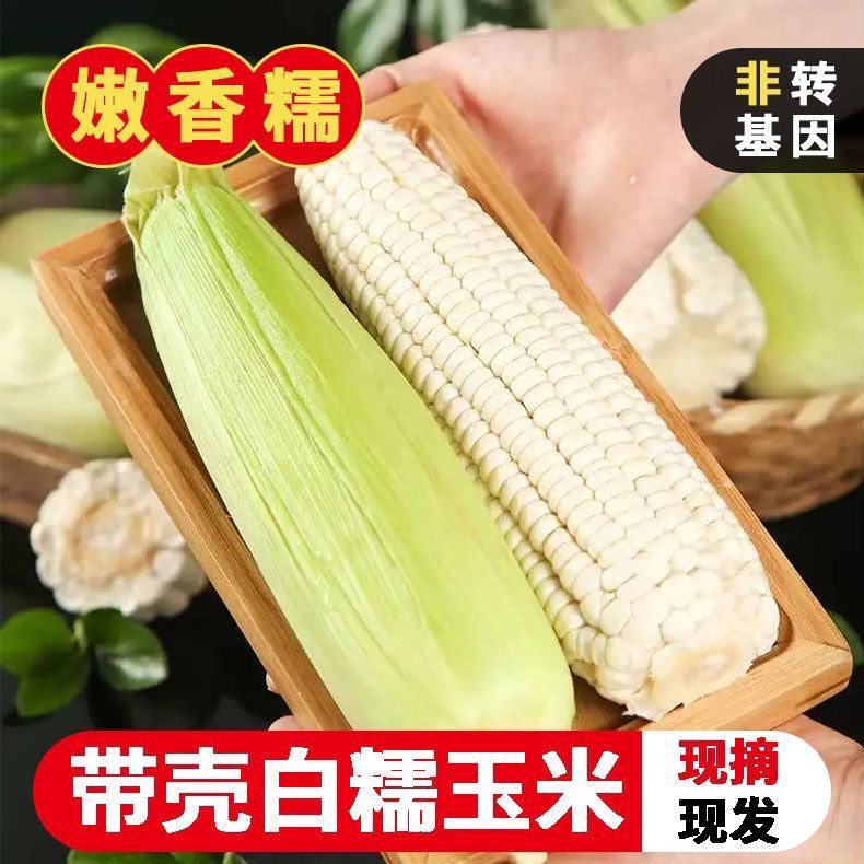 河南现掰新鲜白糯甜玉米软糯香甜当季带壳包谷棒子