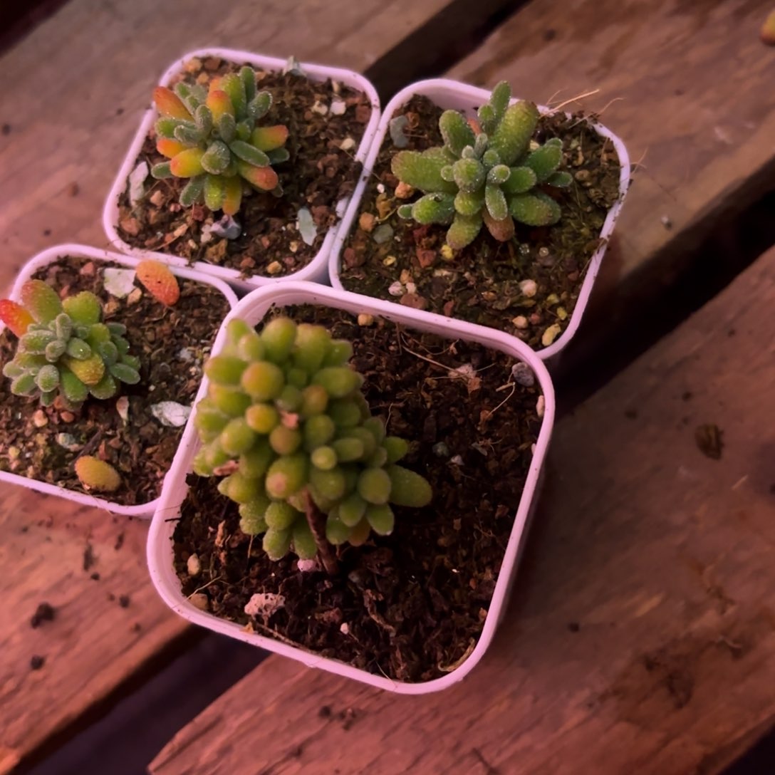 软**糖新疆糖糖4个包邮1111