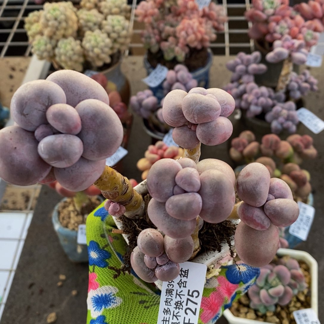 芭比奶酪275/10c m