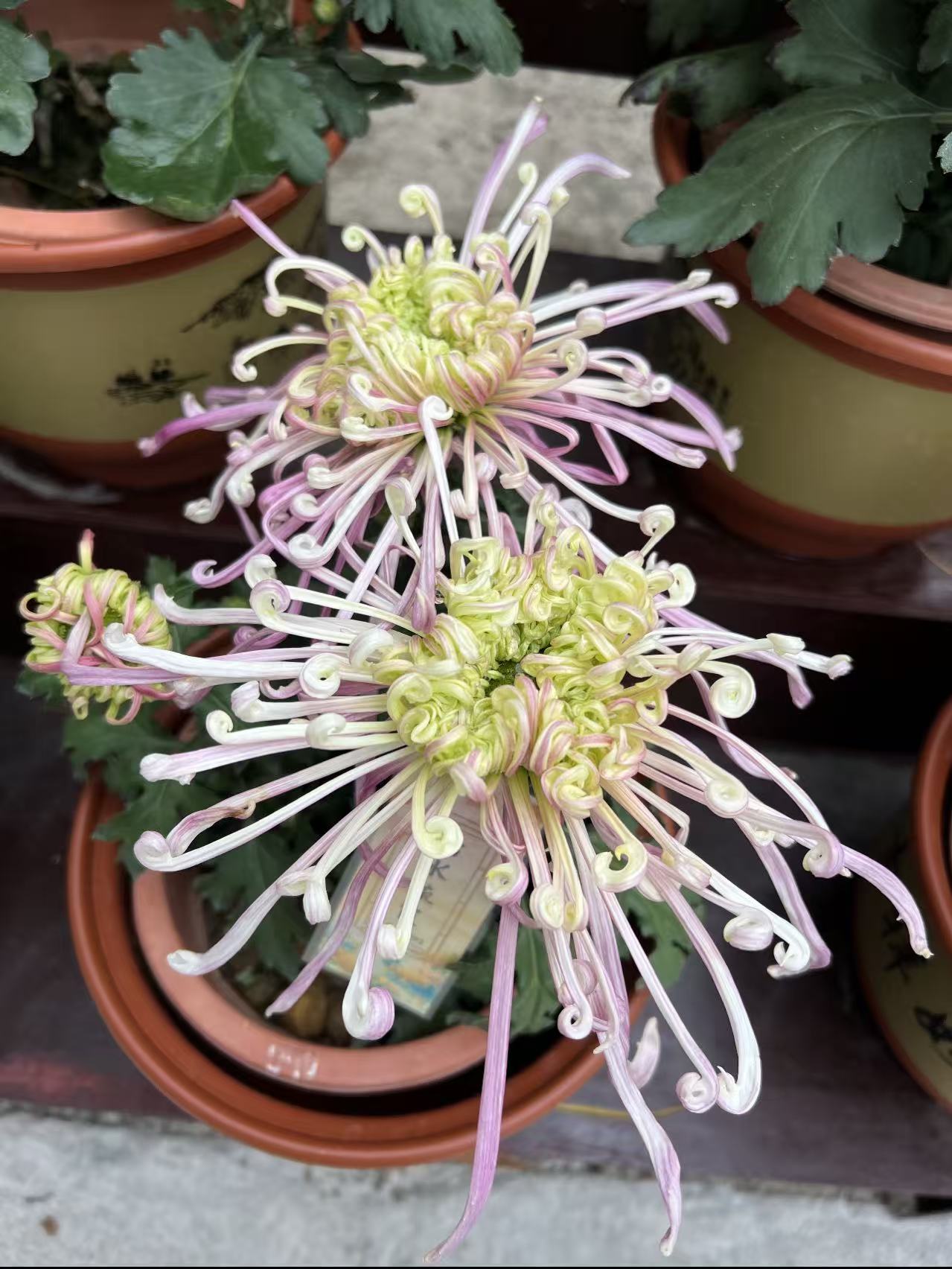 （沽水流霞）九月大花富贵菊简单好养护