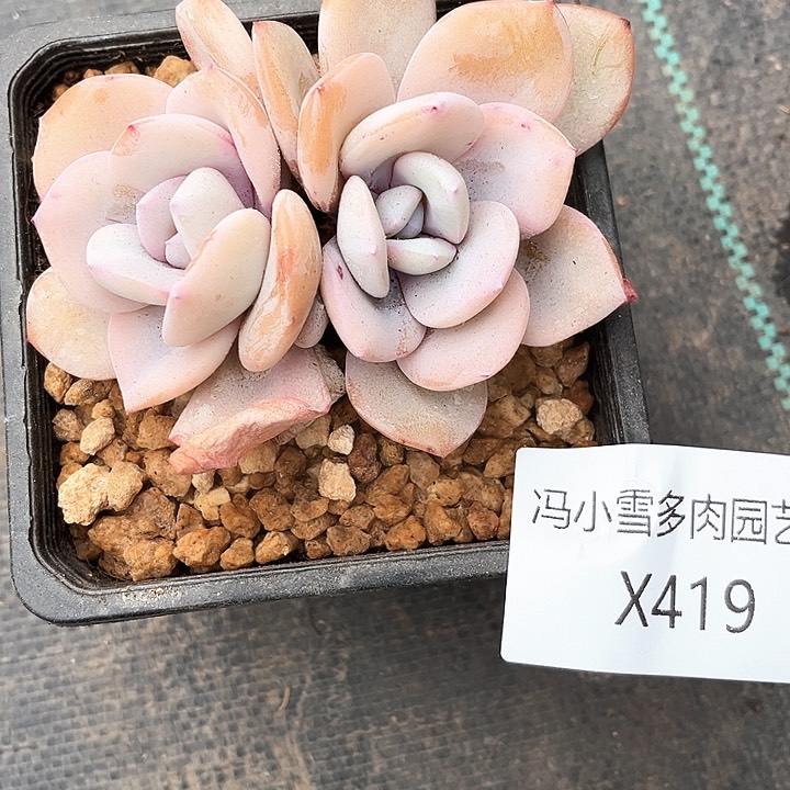桃*丝我是你的小可爱啊我的小可爱啊呜呜
