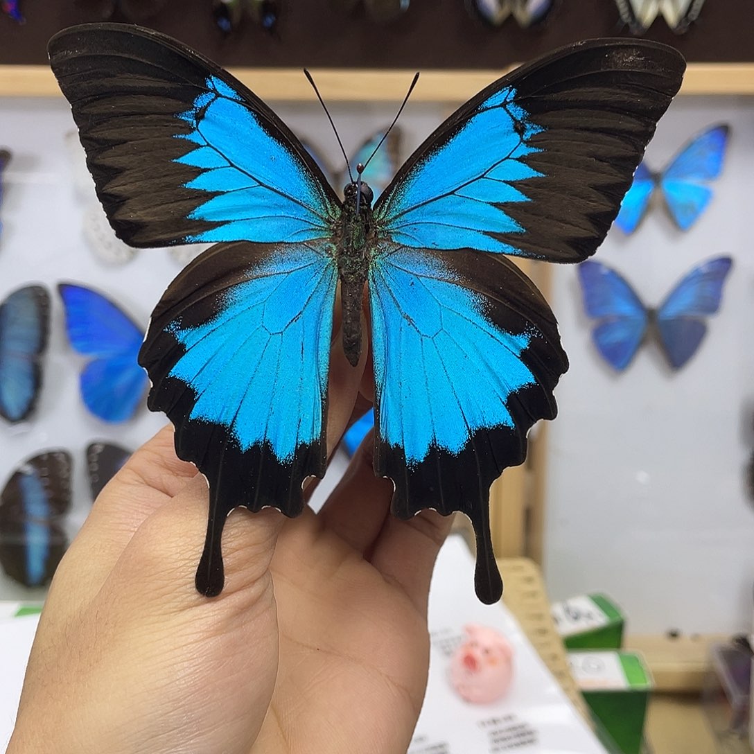 有机玻璃蝴蝶标本