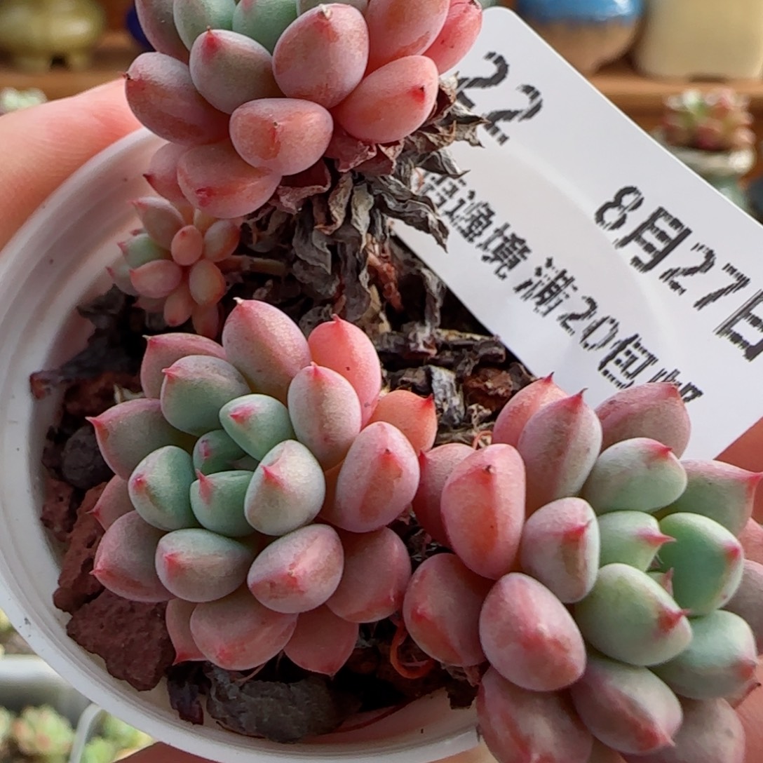 花语逸镜0827-22散