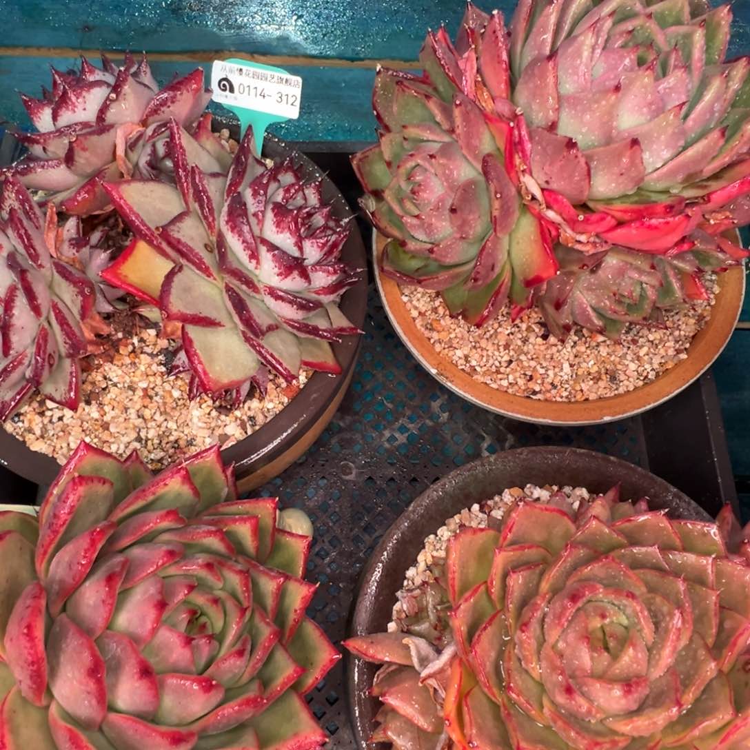 从前慢多肉精选编号0114.312