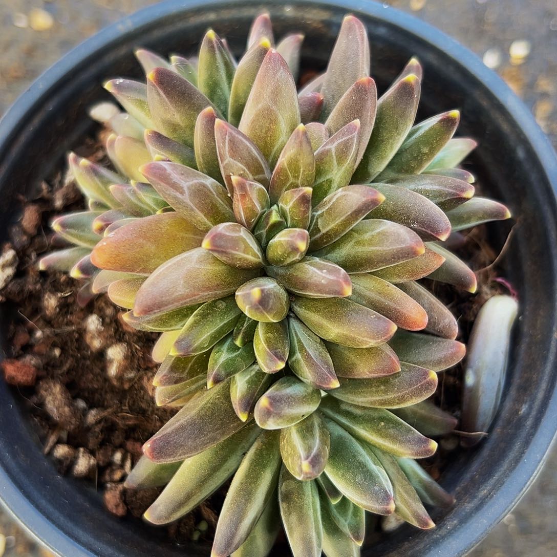 桔云多肉美人精品系列