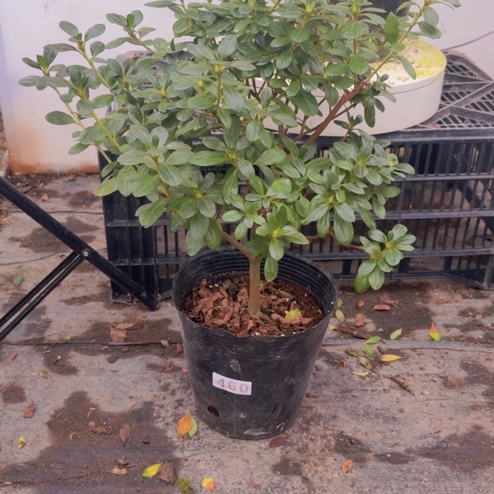 完全开放绿色光辉