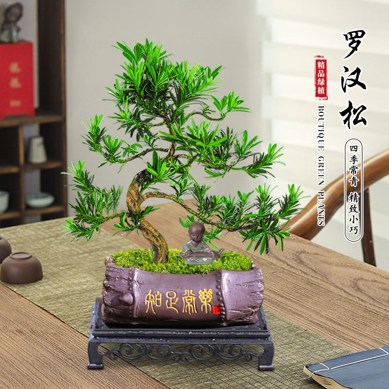 罗汉松苔藓微景观生态瓶小鱼缸室内桌面小盆栽办公室绿植好养礼物