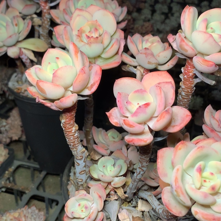 白月光大群脱土发