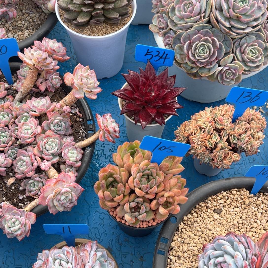 漠*534红罗斌多肉