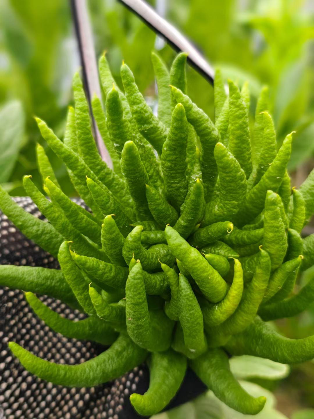 金华佛手水培水养摆件闻香一物一拍