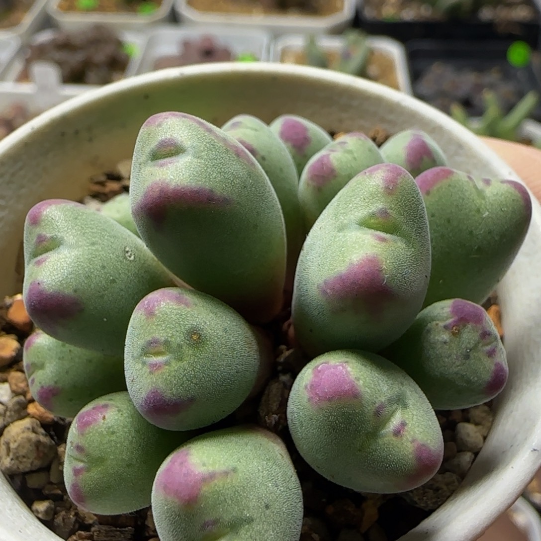 沙文莉亚小熊猫群17头481