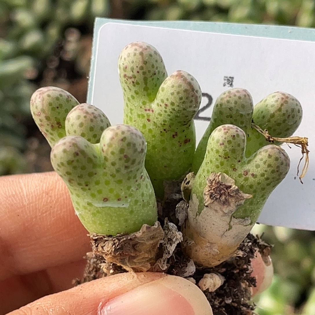 29-36斑马955d肉锥