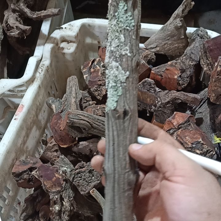 土***骗大果紫檀（缅甸花梨）