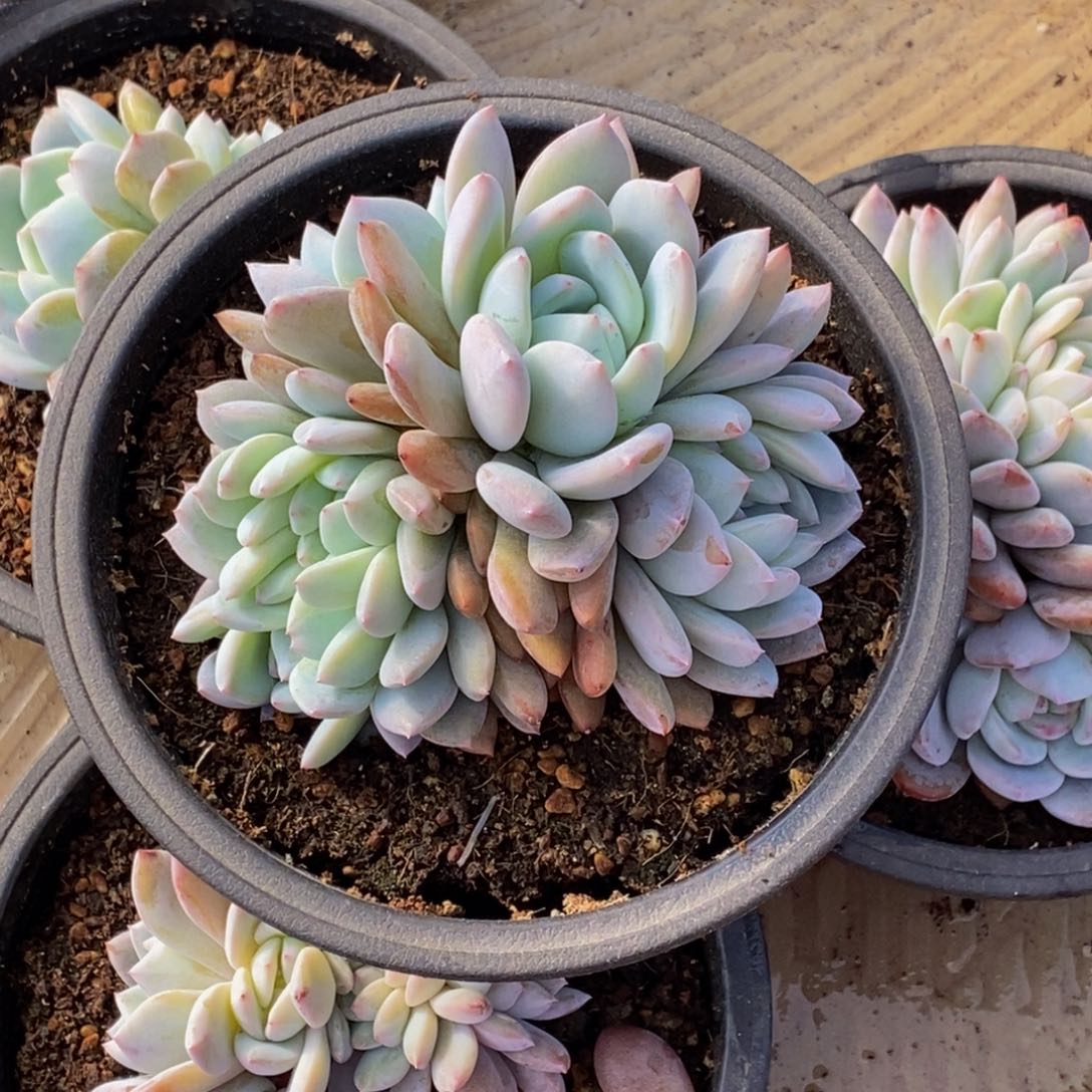 宝****定48包邮一物一拍多肉