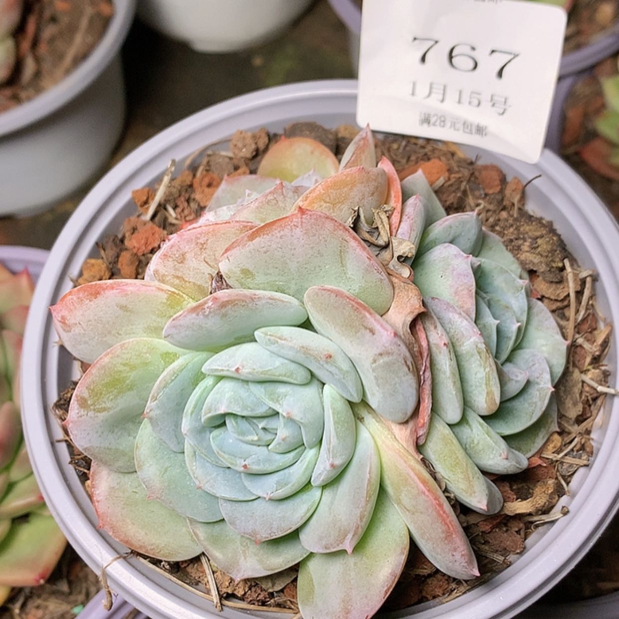 【闪购商品】云767