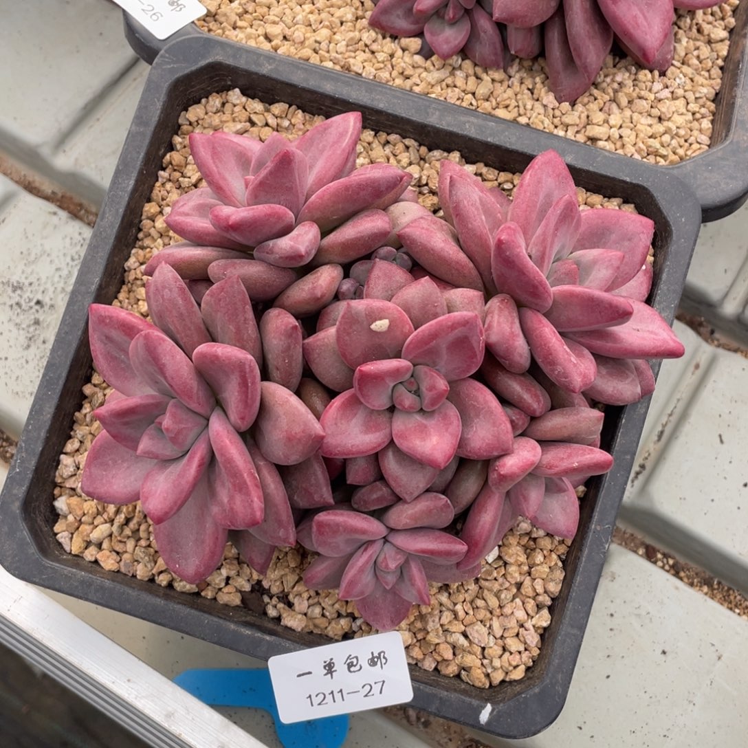 1211-27-赫菲，，，。。，。