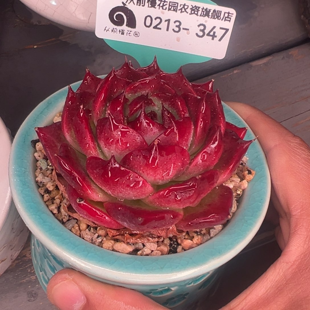 多肉一物一拍0213-347