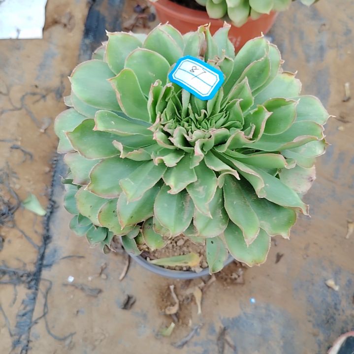 87号老桩法师君美丽缀化