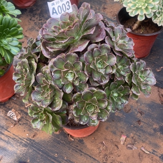 003枚金玫瑰不包断枝