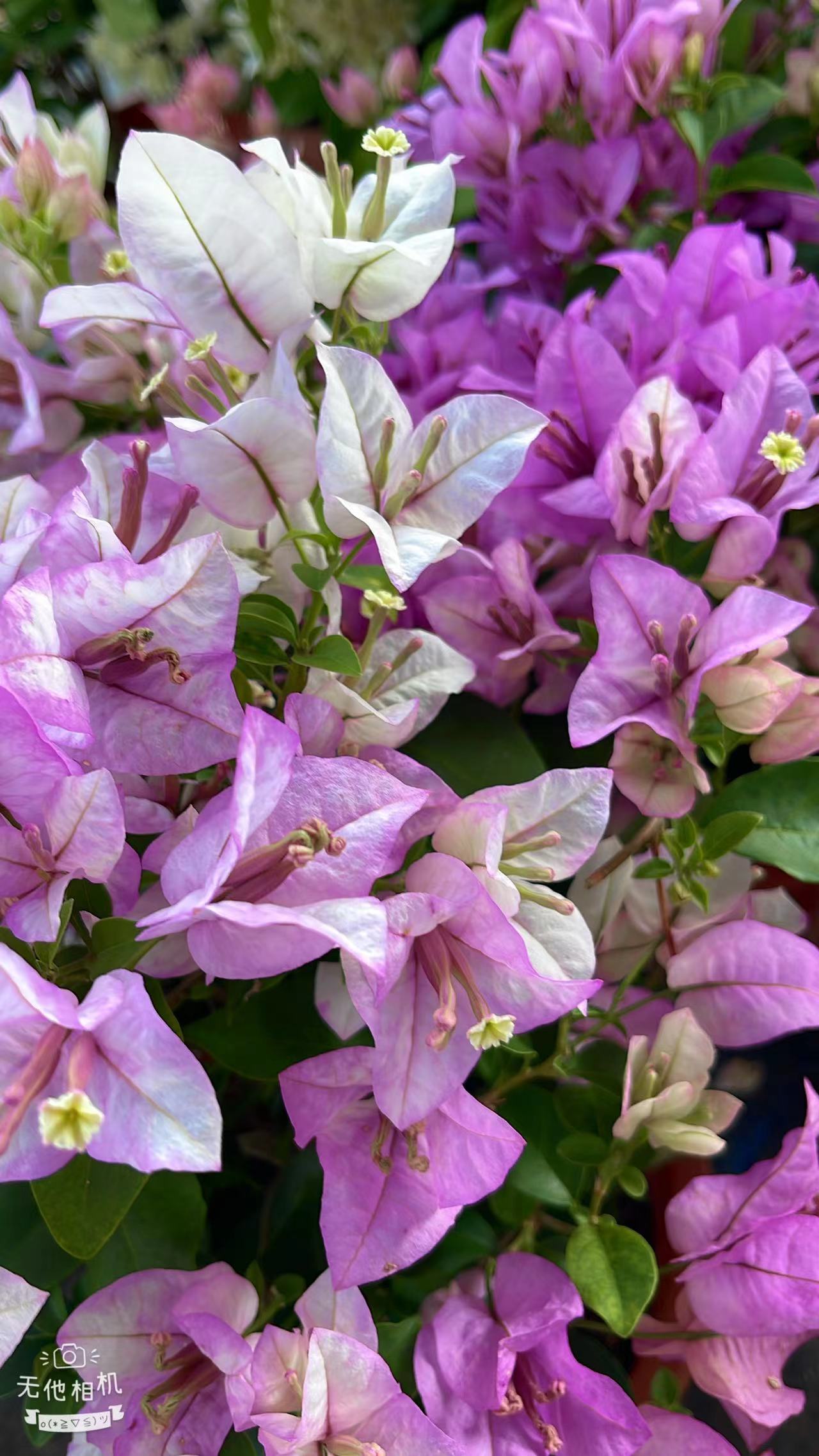 【雪紫】三角梅勤花耐高温飘枝爬藤植物四季花基地绿植原土带花发