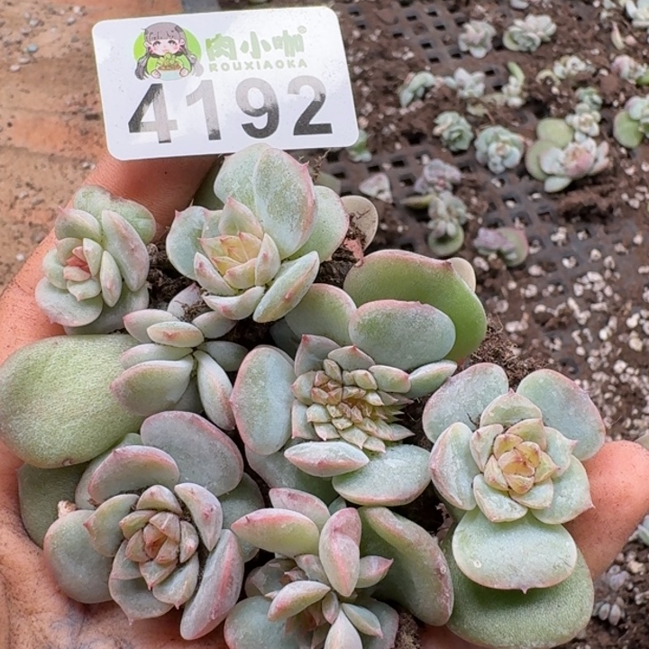 多肉植物多肉植物