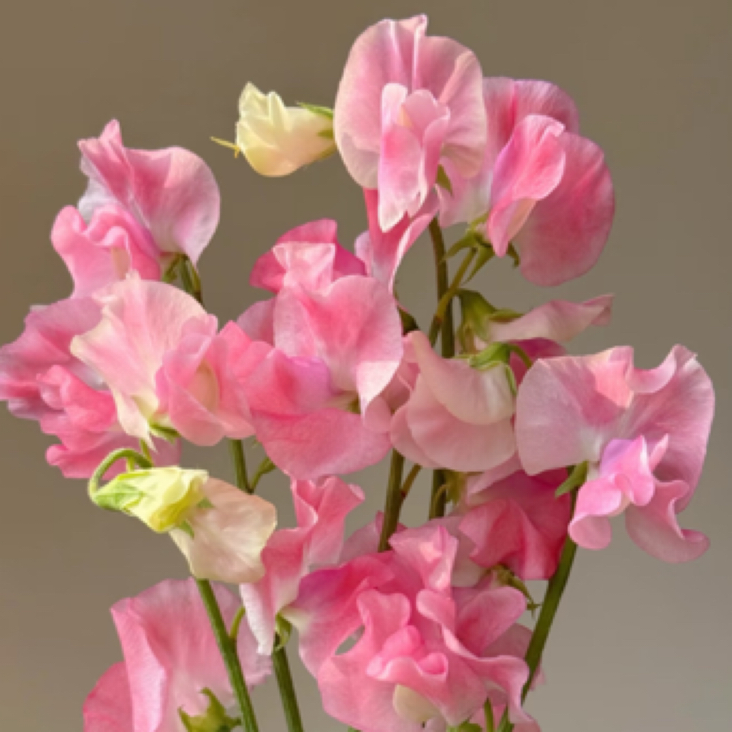  wandou花一把香气甜美