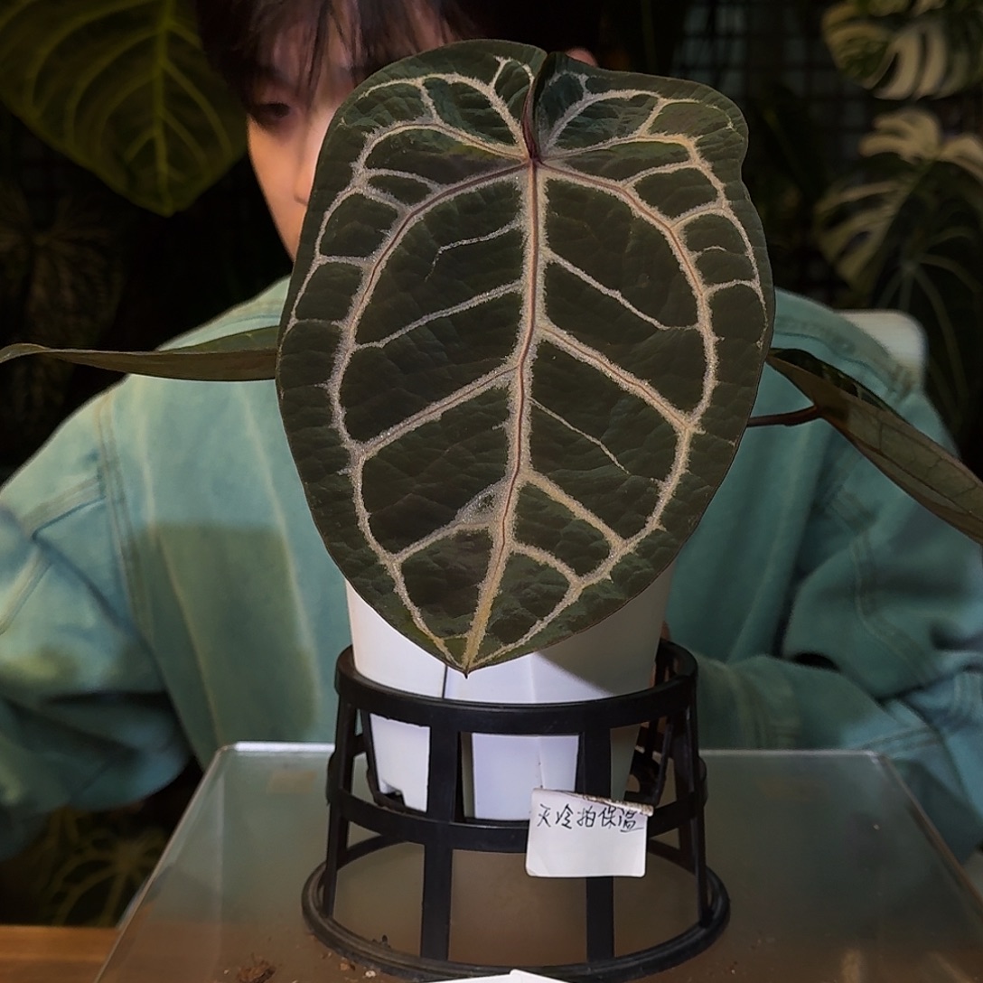 不开花植物M85紫钻石杂nse