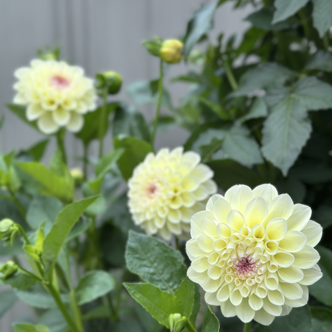【夕颜】重瓣大丽花种球庭院阳台盆栽多年生花卉地栽易活
