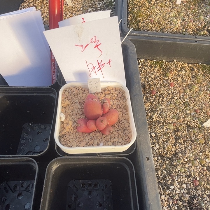 带盆发货 胖橘 2号