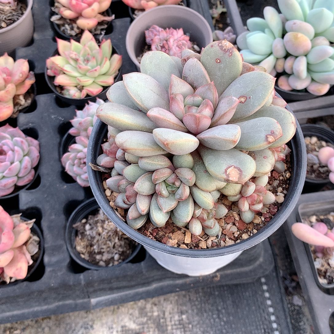 葡萄多肉植物老桩多肉