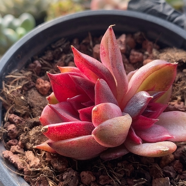 ‘***摇火焰山锦多肉植物