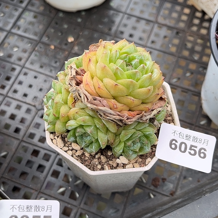 阿雅园艺。      6056麦秆