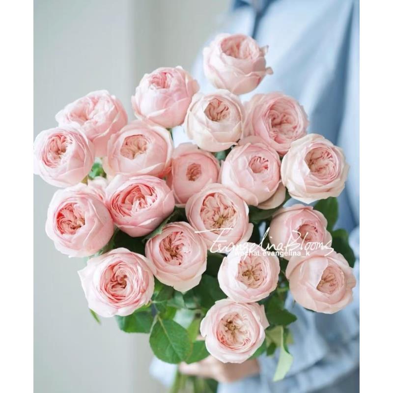 【单头酷皮】单头玫瑰花云南基地直发花材