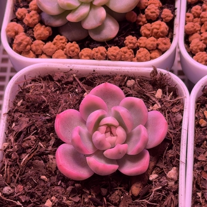 糖心绯缘锦多肉植物