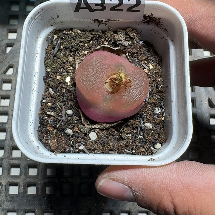 322 多肉植物多肉植物