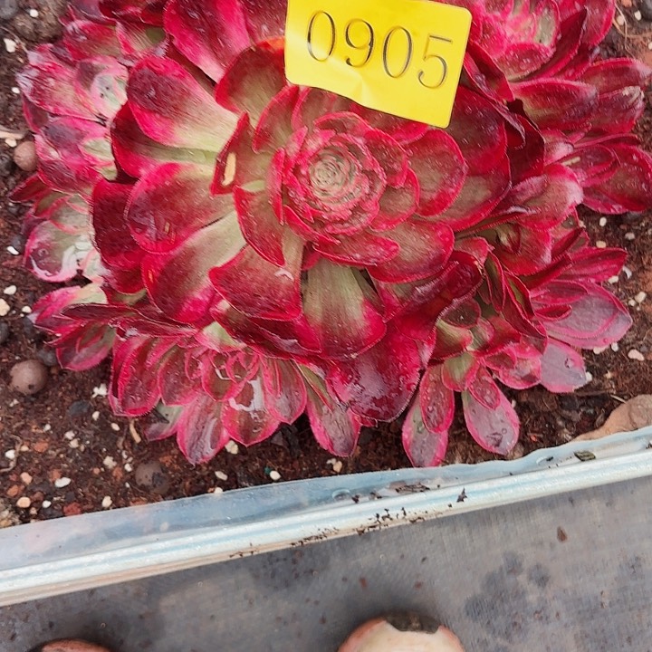 多肉植物云菏0905