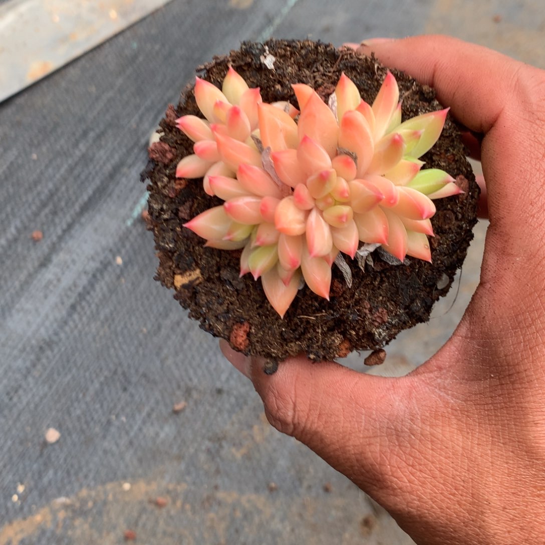 吴***清洁的小细节和细腻细节真的