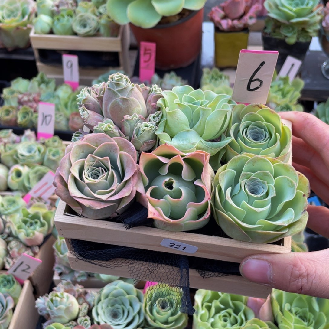 ༺***࿐山地玫瑰多肉植物花卉221