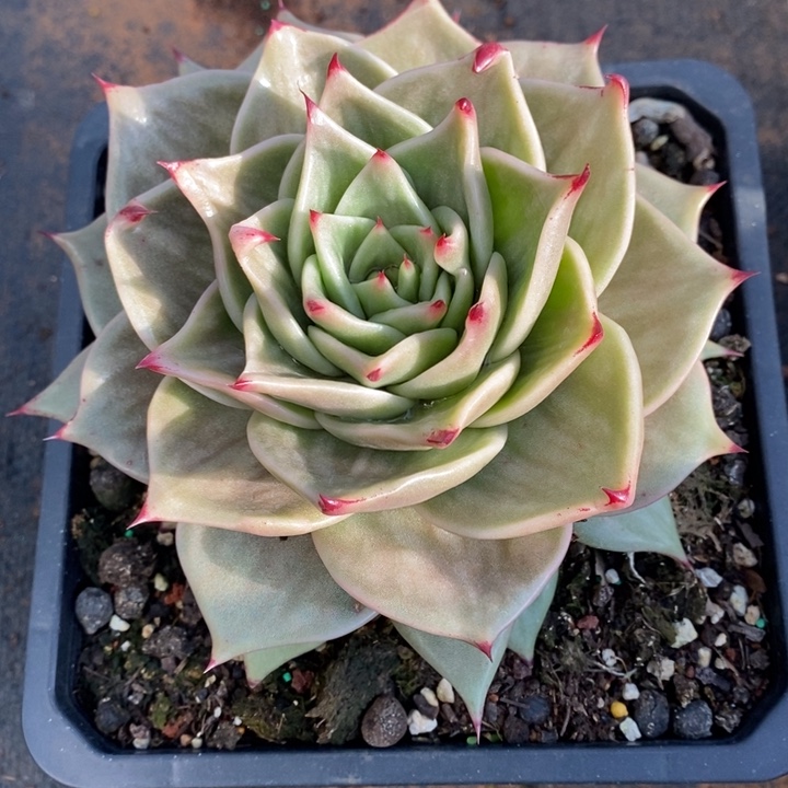 D001- 直播福利 琥珀星星锦